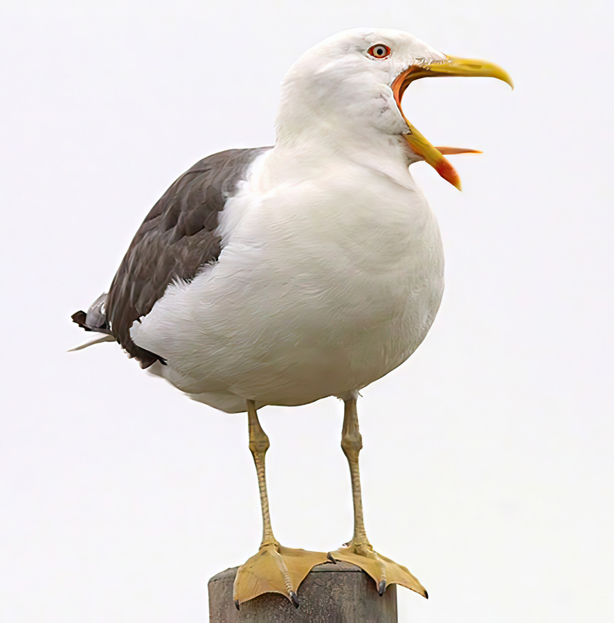 Lesser Black Backed Gull in full cry